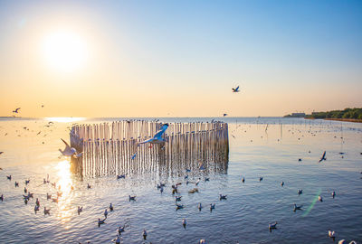 Seagulls flying over sea during sunset