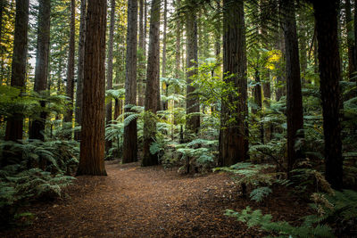 Pine trees in forest