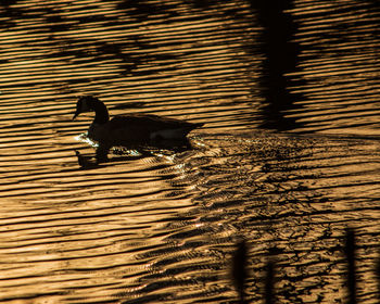 High angle view of duck swimming in lake