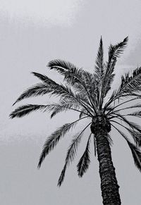 Low angle view of palm trees against sky