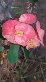 Close-up of pink flower blooming outdoors