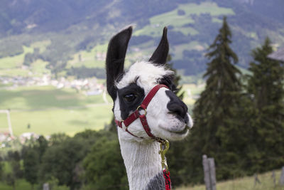 Close-up portrait of a horse