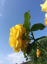 Low angle view of yellow flowers blooming against clear sky