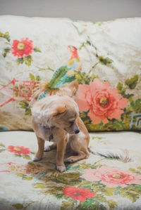 High angle view of puppy on bed at home