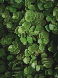 Full frame shot of illuminated lights