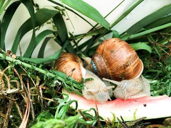 Close-up of snail on plants