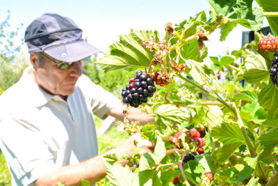 View of man and fruits on plant