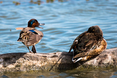 Bird perching on swimming in lake