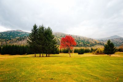 Trees on field against sky