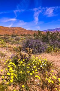 Scenic view of flowering plants on field against blue sky