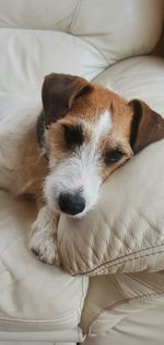 Dog sleeping on bed at home