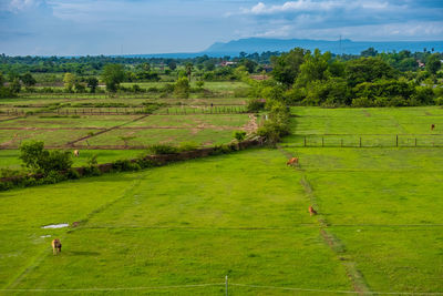 Scenic view of agricultural field against sky