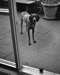 High angle view of german shorthaired pointer seen through window