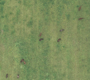 High angle view of birds swimming in field