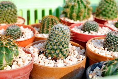 Close-up of succulent plant in pot