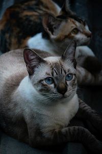 Close-up portrait of cat relaxing at home