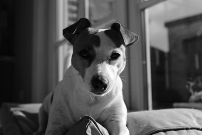 Portrait of jack russell terrier sitting on bed at home