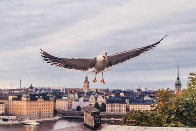 Seagulls flying over buildings in city