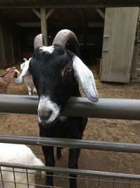 Close-up of goat in stable