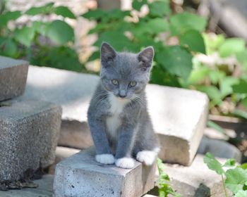 Portrait of cat sitting outdoors