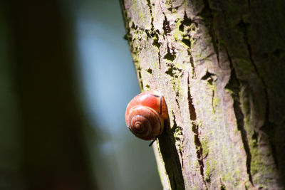 Close-up of tree trunk