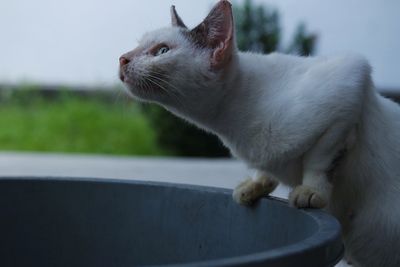 Cat drinking water from bucket outdoors