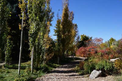 Pathway amidst trees against sky during autumn