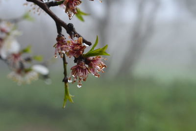 The fall of the leaves of almond blossoms is an announcement of the beginning of the fruit