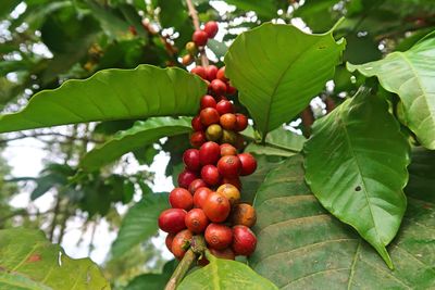 Close-up of red berries growing on tree