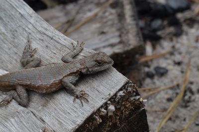 Close-up of lizard on wood