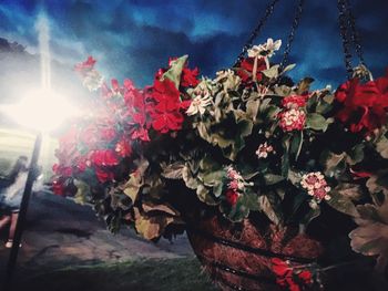 Close-up of plants against sky