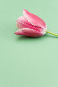 Close-up of pink flower over green background