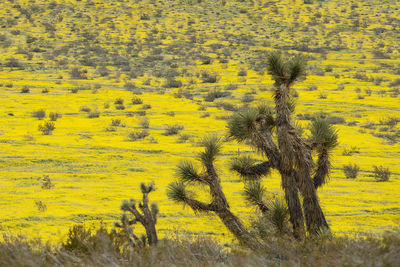 High angle view of yellow flowers on field