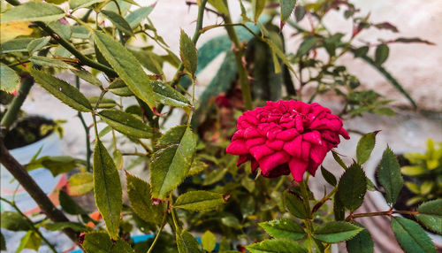 Close-up of blooming outdoors