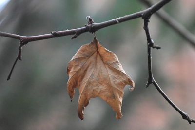 Close-up of dry leaves on branch