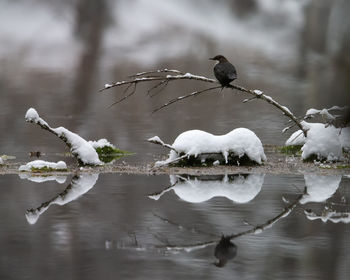 Bird flying over lake during winter