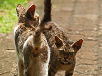 Close-up of animal on field