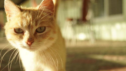 Close-up portrait of a cat