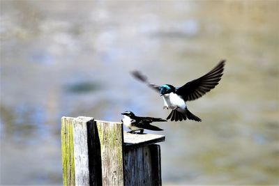 Bird flying over wooden post