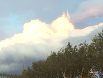 Low angle view of trees against sky