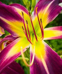 Close-up of day lily blooming outdoors