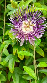 Close-up of purple flower