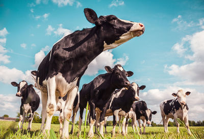 Dairy holstein cows in a meadow