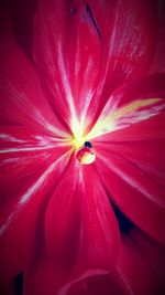 Close-up of pink flower