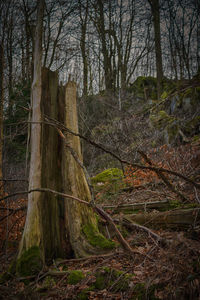 Trees in forest