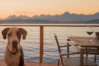 Dog at pier by table against sea during sunset