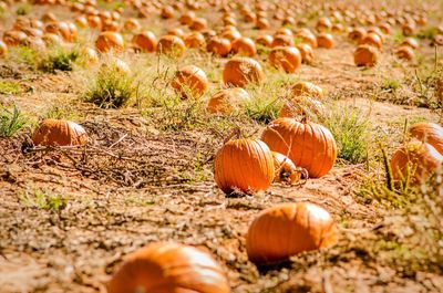 Close-up of pumpkins on field