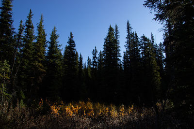 Pine trees in forest