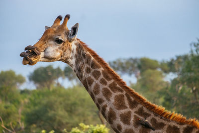 Low angle view of giraffe standing against sky in forest