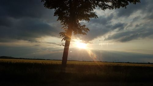 Sunlight streaming through trees on field against sky at sunset